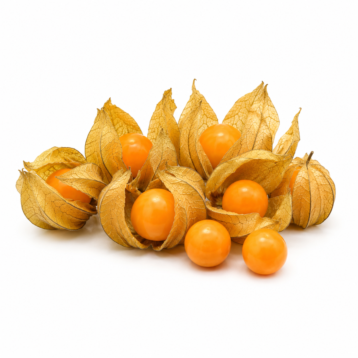 Physalis